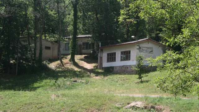 Les chalets dans la forêt